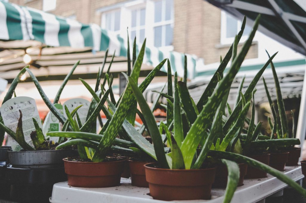 aloe vera for fall hair care